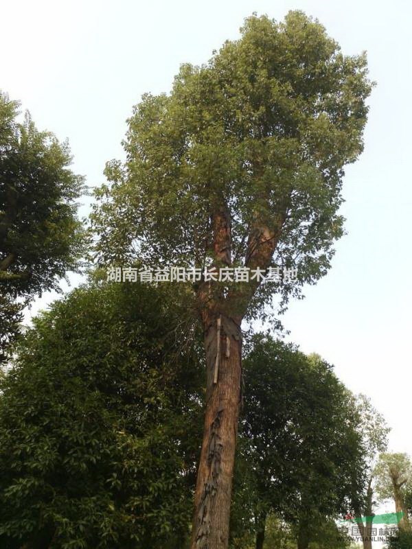湖南大量供應(yīng)米徑15-80公分優(yōu)質(zhì)香樟，精品香樟火熱批發(fā)