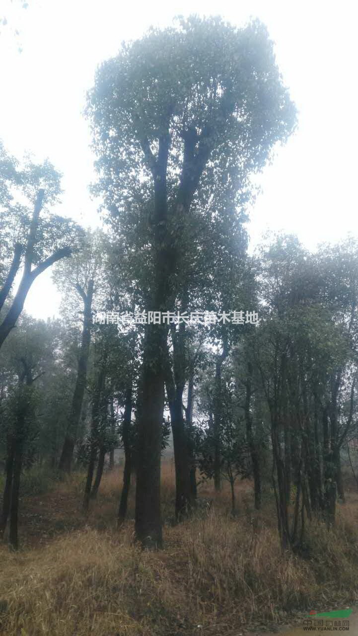 湖南香樟哪里好？最便宜精品多桿香樟多少錢？