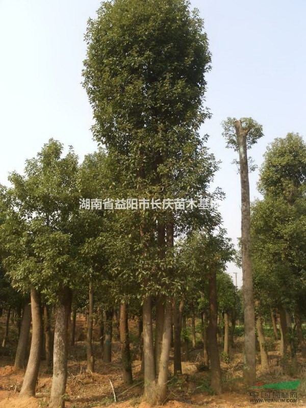 湖南香樟哪里好？最便宜精品多桿香樟多少錢？