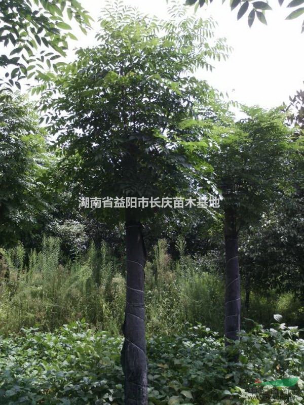 湖南益陽供應(yīng)切桿欒樹，最新切桿欒樹批發(fā)價(jià)格