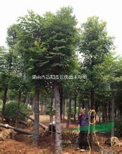 湖南益陽供應(yīng)切桿欒樹，最新切桿欒樹批發(fā)價(jià)格