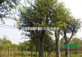 湖南益陽出售優(yōu)質樸樹，最新大規(guī)格精品樸樹價格