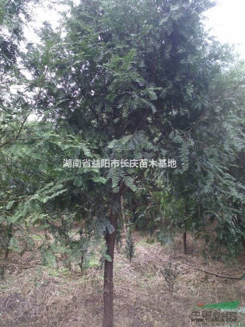湖南益陽(yáng)出售4-6公分紅豆杉低價(jià)批發(fā)，優(yōu)質(zhì)紅豆杉治理空氣污染