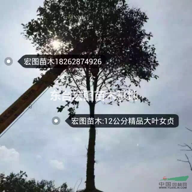 江蘇東臺直銷優(yōu)質(zhì)大葉女貞，精品高桿女貞優(yōu)惠批發(fā)啦！
