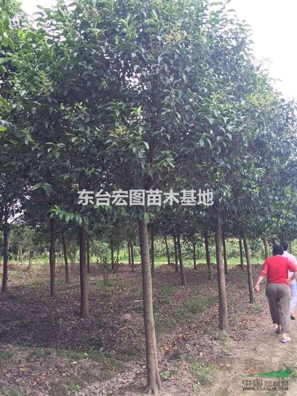 江蘇東臺直銷優(yōu)質(zhì)大葉女貞，精品高桿女貞優(yōu)惠批發(fā)啦！