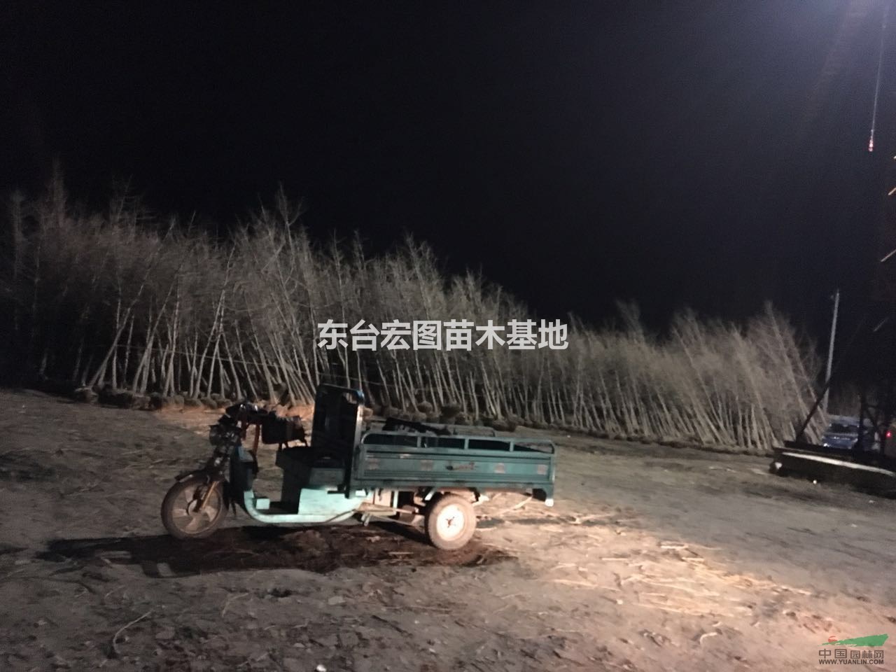 江蘇東臺供應(yīng)優(yōu)質(zhì)銀杏，最便宜銀杏樹苗價格