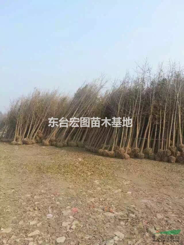 江蘇東臺供應(yīng)優(yōu)質(zhì)銀杏，最便宜銀杏樹苗價格