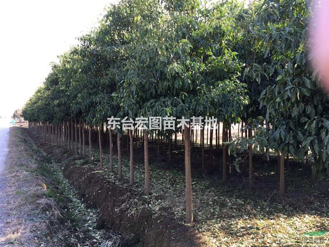 江蘇東臺(tái)大量批發(fā)香櫞樹，最新香櫞樹苗批發(fā)價(jià)格