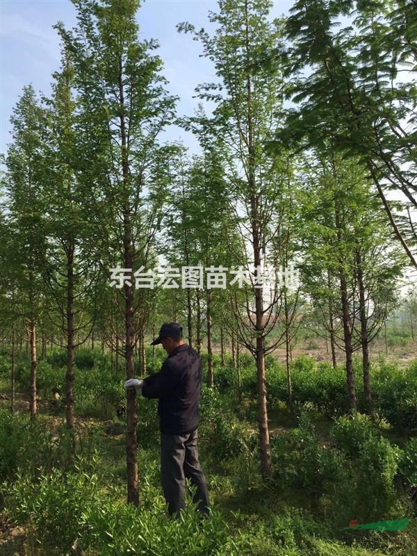 江蘇東臺直銷1-20公分優(yōu)質(zhì)水杉，量大從優(yōu)哦