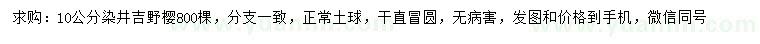 求購10公分染井吉野櫻