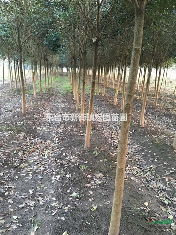 江蘇大葉女貞，江蘇大葉女貞價格，最便宜江蘇大葉女貞價格