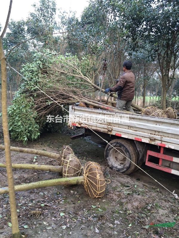 江蘇大葉女貞，江蘇大葉女貞價格，最便宜江蘇大葉女貞價格