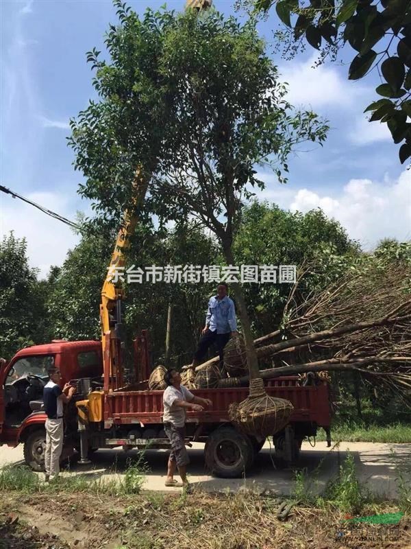江蘇10公分大葉女貞，10公分大葉女貞價格多少錢