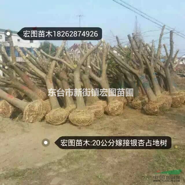 江蘇鹽城專(zhuān)供實(shí)生銀杏、嫁接銀杏、占地銀杏苗