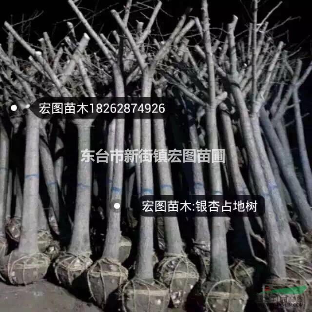 江蘇鹽城專(zhuān)供實(shí)生銀杏、嫁接銀杏、占地銀杏苗