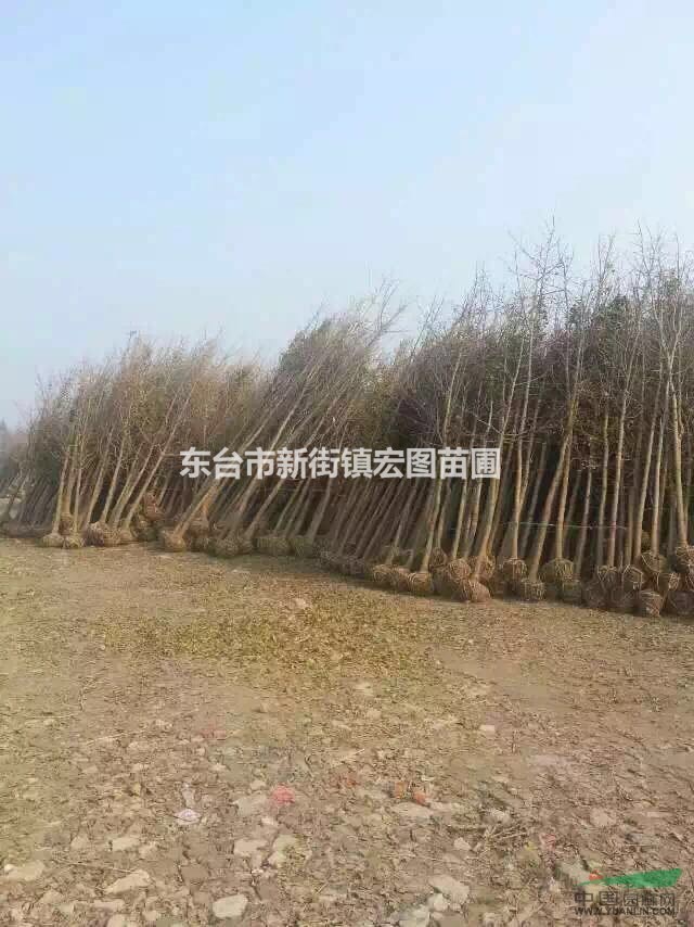 2016年江蘇銀杏怎么賣(mài)？江蘇銀杏樹(shù)批發(fā)價(jià)格哪里便宜？