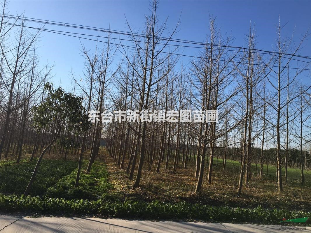 2016年江蘇銀杏怎么賣(mài)？江蘇銀杏樹(shù)批發(fā)價(jià)格哪里便宜？