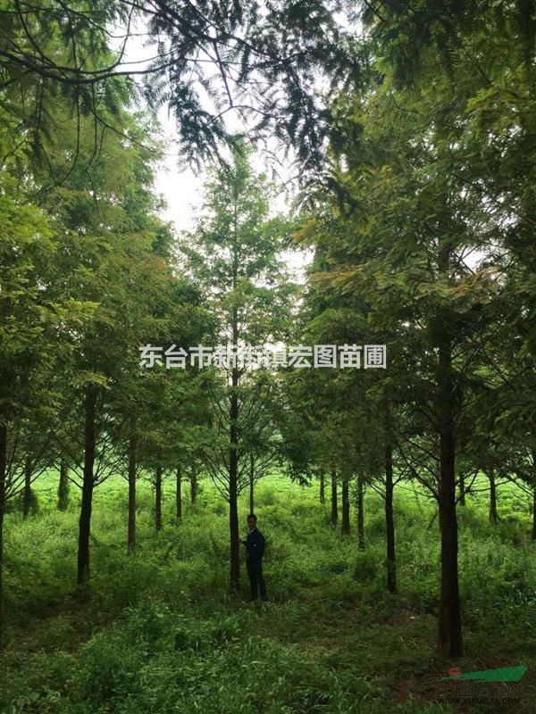 江蘇東臺專供12公分水杉，12公分水杉價格多少錢？