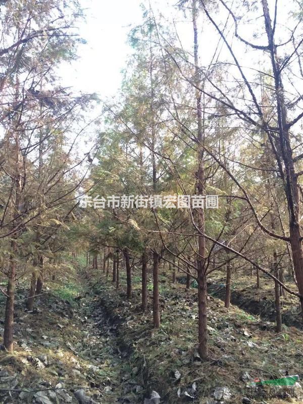 2016年江蘇水杉哪家好？最便宜江蘇水杉小苗多少錢？