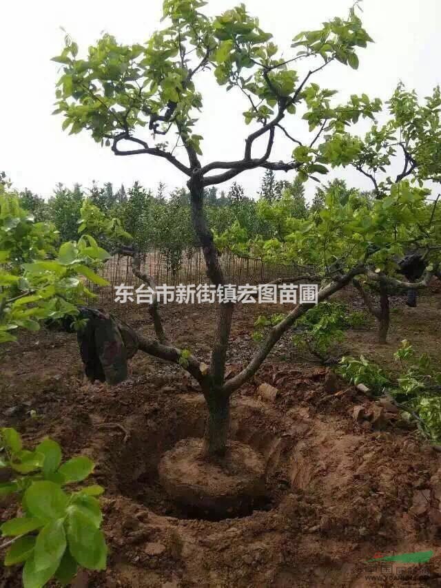 江蘇東臺供應(yīng)8-25公分柿子樹，最便宜柿子樹批發(fā)價格