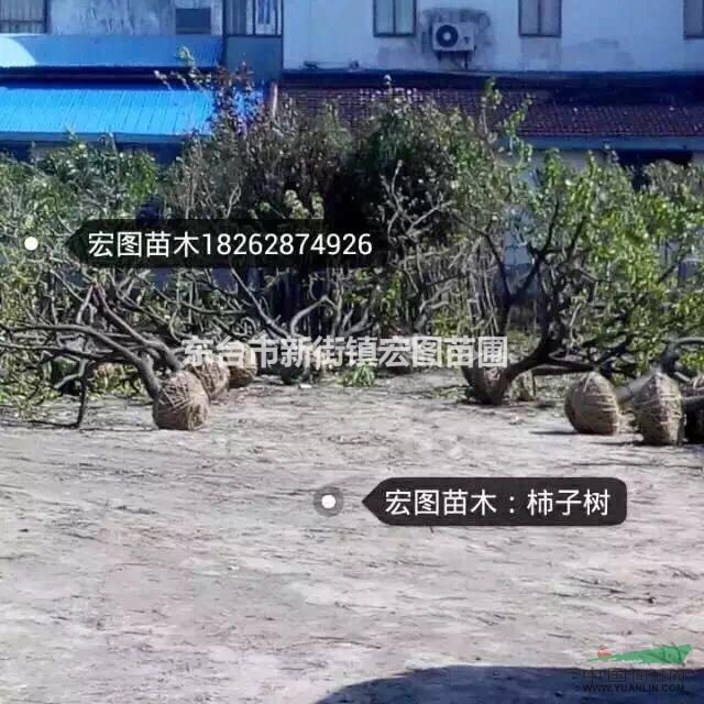 江蘇柿子樹，江蘇柿子樹價(jià)格，最便宜江蘇柿子樹苗多少錢