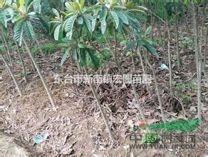 江蘇東臺直銷1-25公分枇杷樹，最便宜枇杷樹苗價格