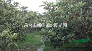 江蘇枇杷樹，江蘇枇杷樹價格，最便宜江蘇枇杷樹苗多少錢