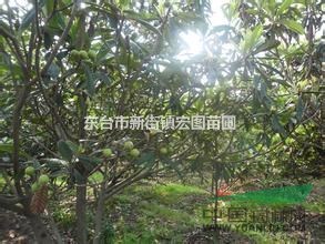 江蘇枇杷樹，江蘇枇杷樹價格，最便宜江蘇枇杷樹苗多少錢