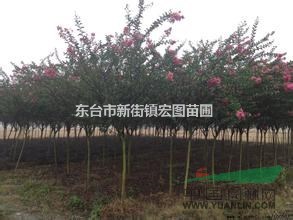 江蘇東臺低價供應(yīng)2-14公分紫薇，最便宜紫薇批發(fā)價格