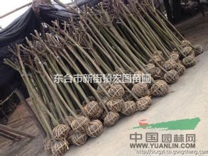 江蘇東臺低價供應(yīng)2-14公分紫薇，最便宜紫薇批發(fā)價格