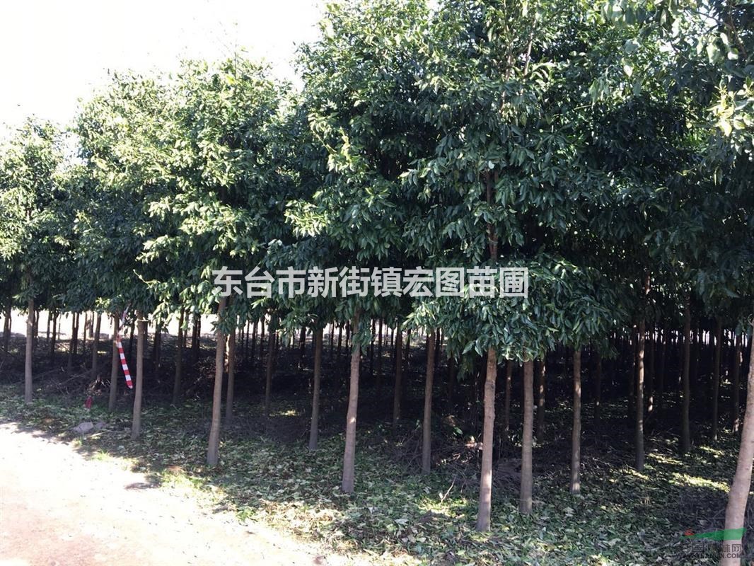 2016年香櫞樹苗哪家好？最便宜江蘇香櫞樹苗價(jià)格多少錢？