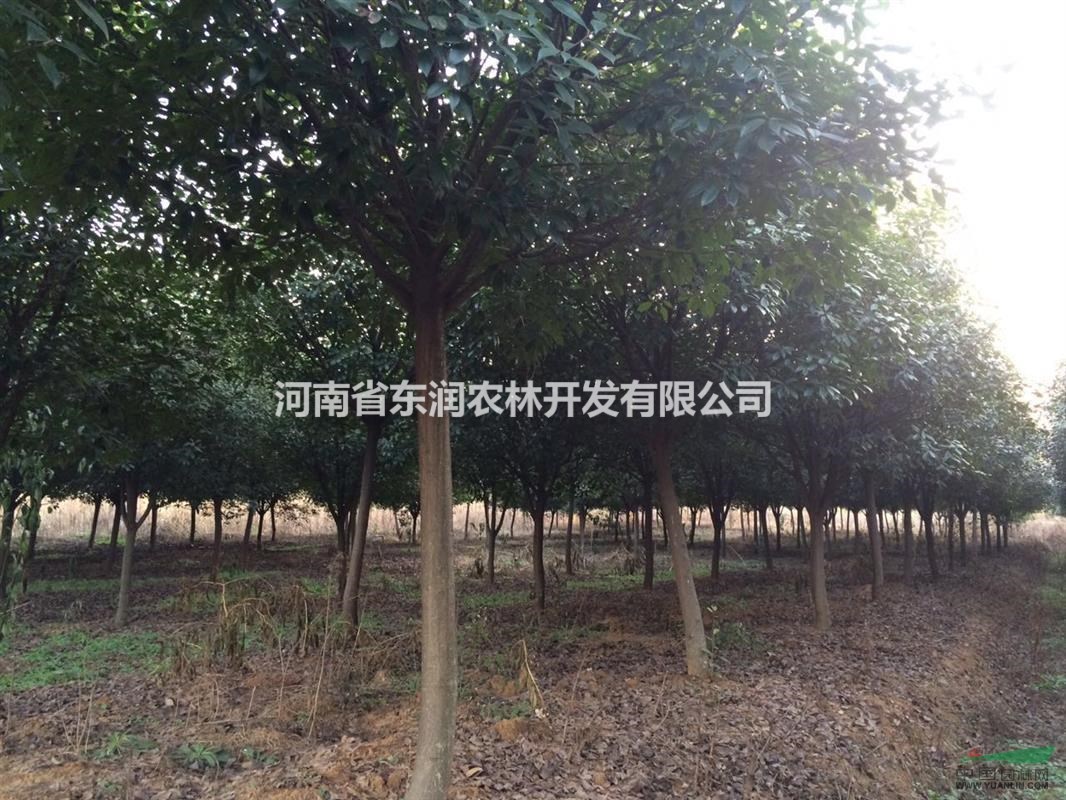 2016紅葉石楠小苗，河南東潤營養(yǎng)缽，石楠實生苗