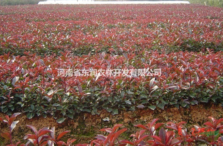 2016紅葉石楠小苗，河南東潤營養(yǎng)缽，石楠實生苗