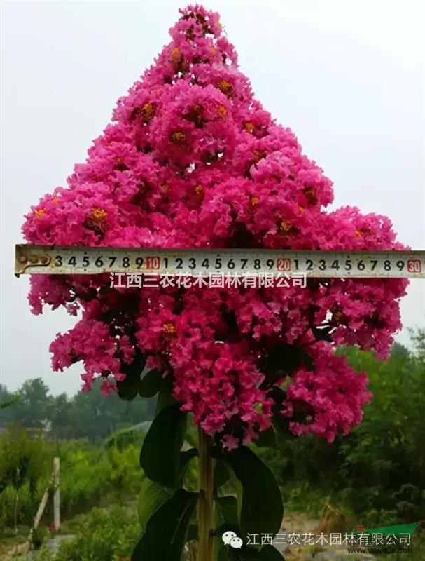 速生艷紅紫薇白粉病癥狀和有效防治方法 紫薇新品種價格