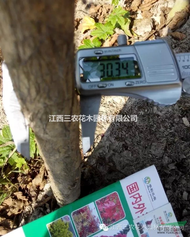 速生艷紅紫薇白粉病癥狀和有效防治方法 紫薇新品種價格
