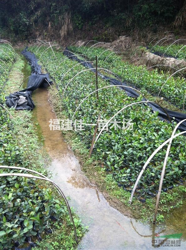 油茶苗