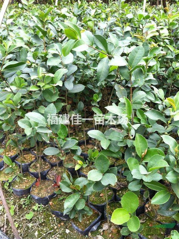 油茶苗