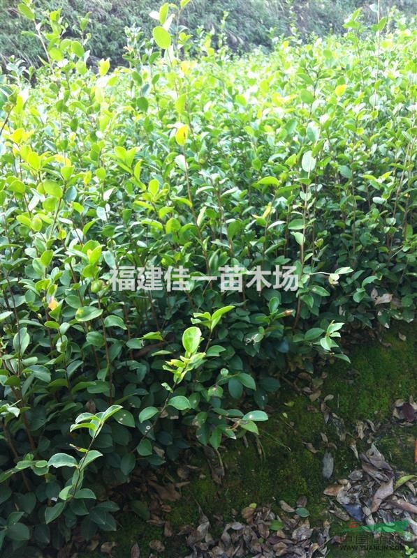 兩年生油茶實(shí)生苗