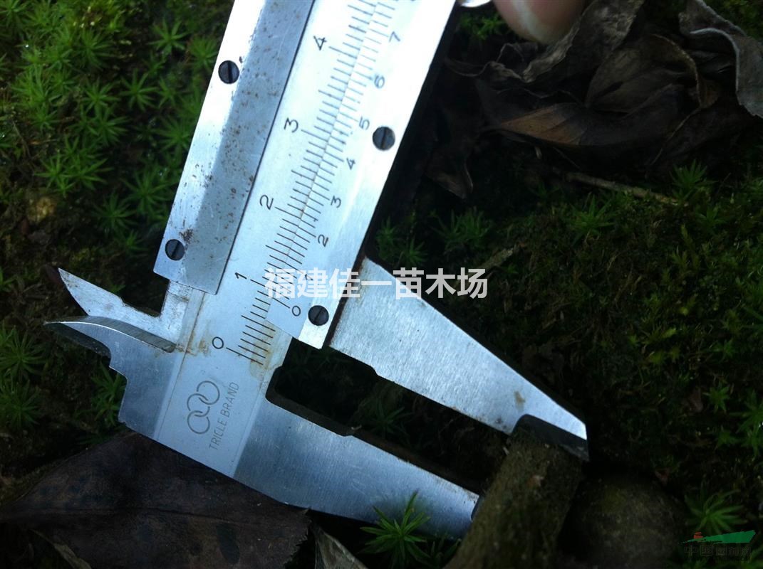 兩年生油茶實(shí)生苗