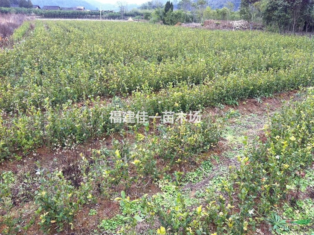 油茶嫁接苗