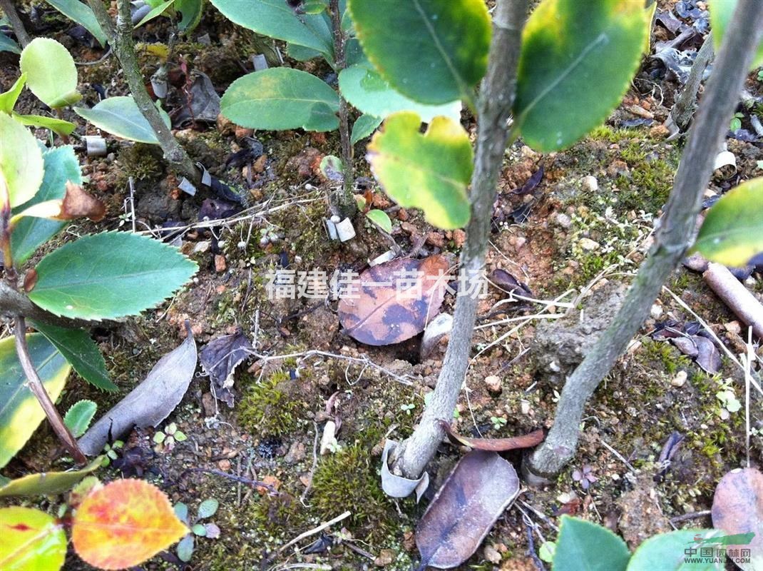 油茶嫁接苗