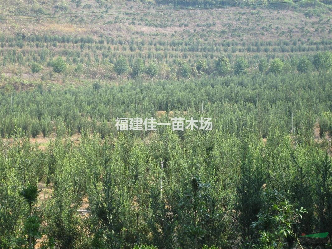 羅漢松