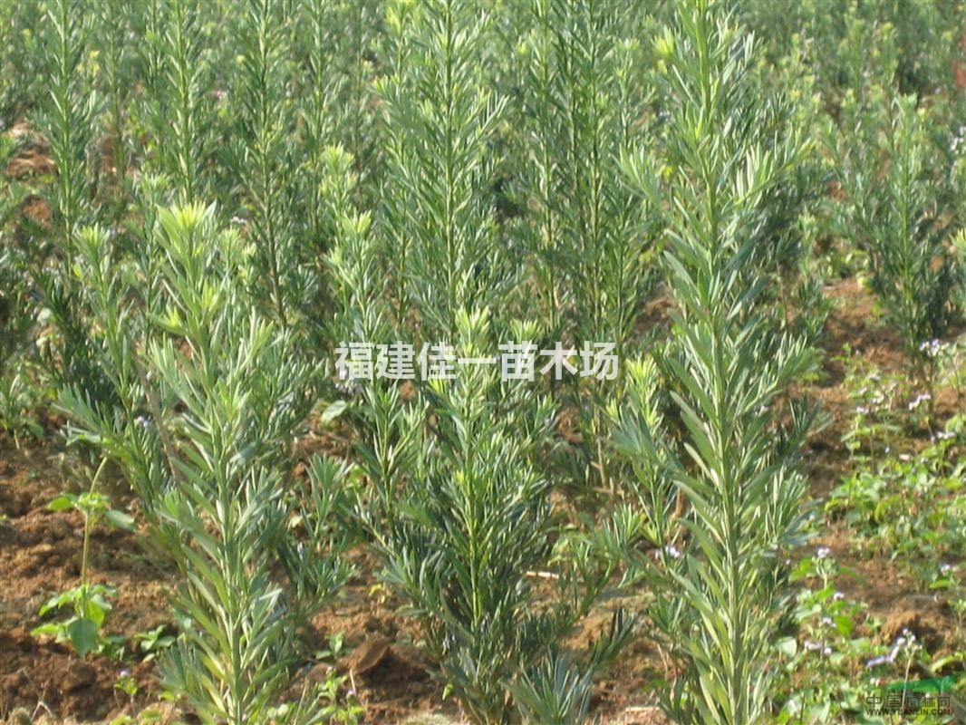 羅漢松