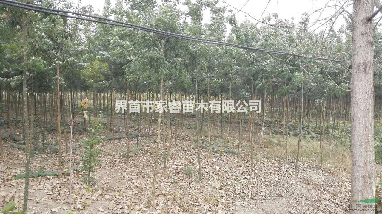 供應(yīng)大批量國槐，有需求聯(lián)系