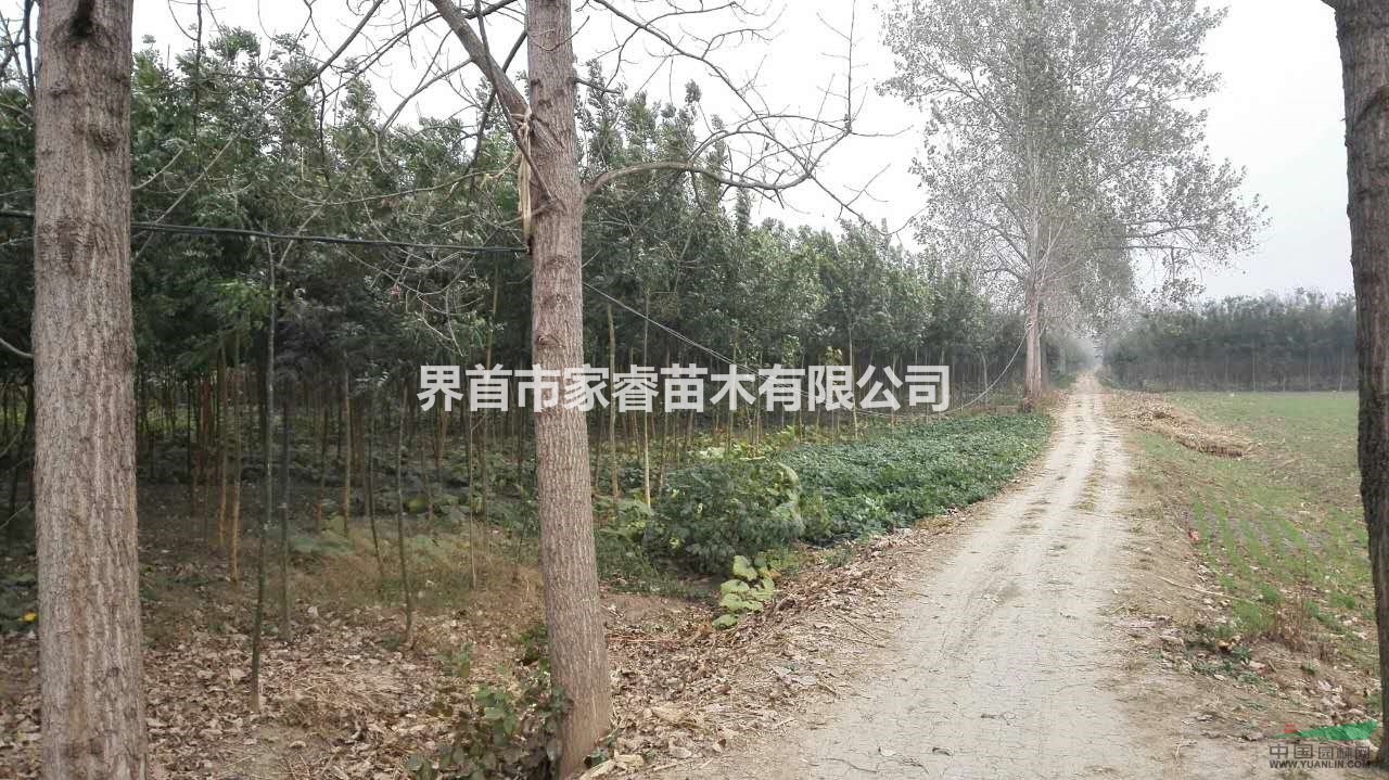 安徽供應(yīng)大批量5-8公分國槐