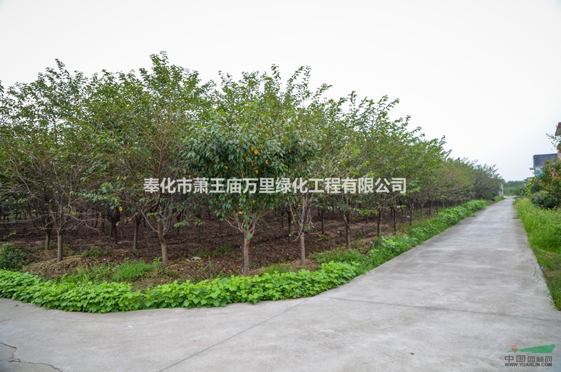 8-9公分櫻花價格、櫻花圖片