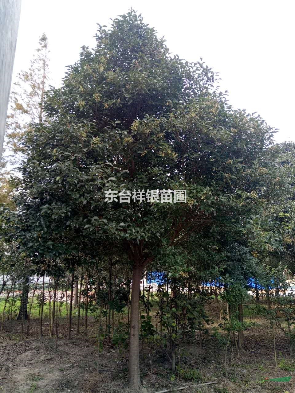 2016年大葉女貞哪家好？最便宜大葉女貞多少錢？