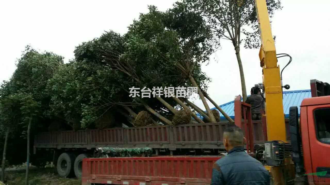 江蘇供應(yīng)12公分大葉女貞，12公分大葉女貞價格多少錢