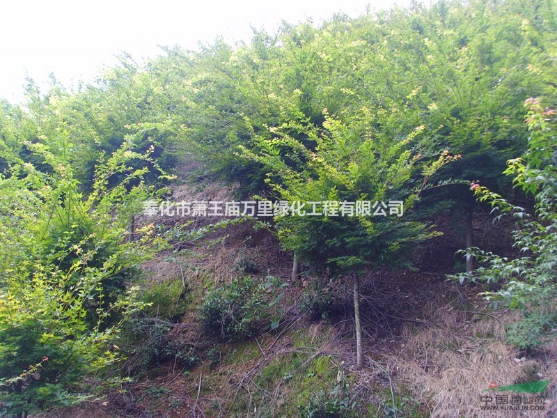 供應浙江6-7公分紅楓2000棵