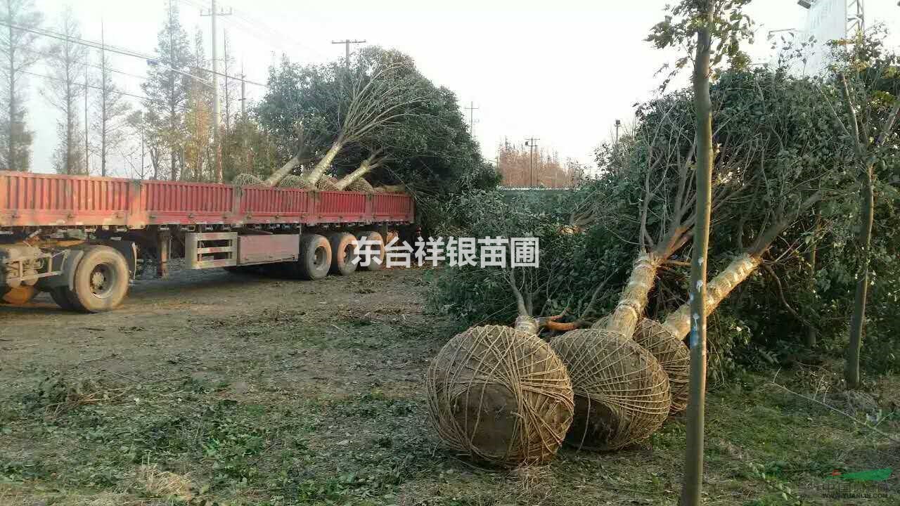 江蘇大葉女貞，江蘇大葉女貞價格，最便宜江蘇大葉女貞價格